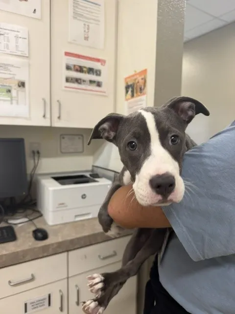 Adoptable Dog