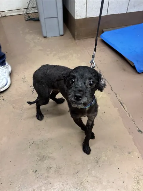 Adoptable Dog
