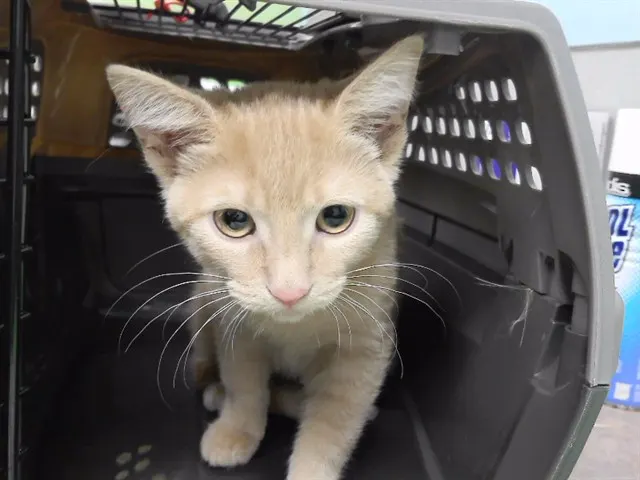Espurr