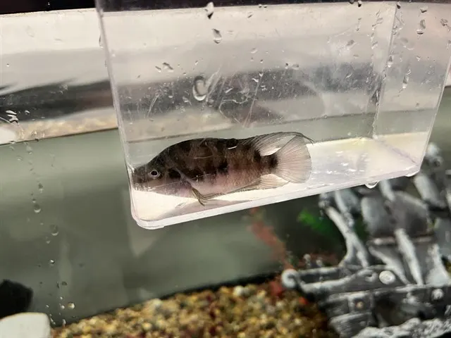 Small Fish 10