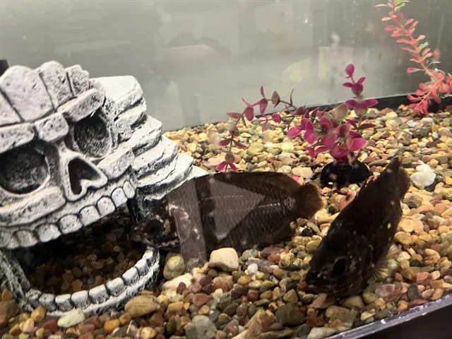 1 Big Fish