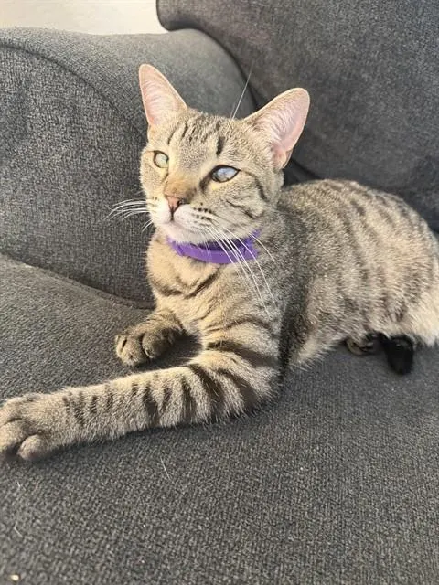 Cici