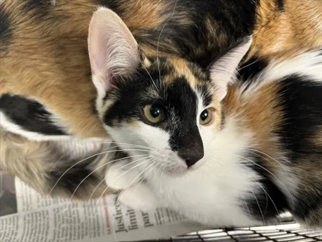 Ella