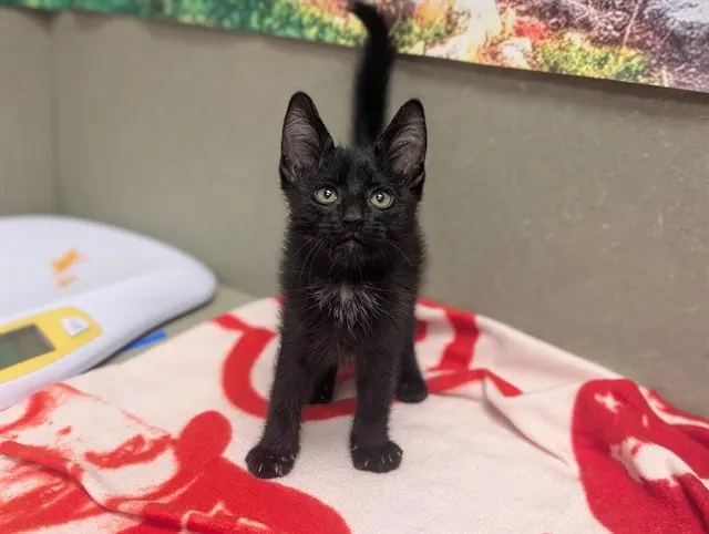 Adoptable Cat