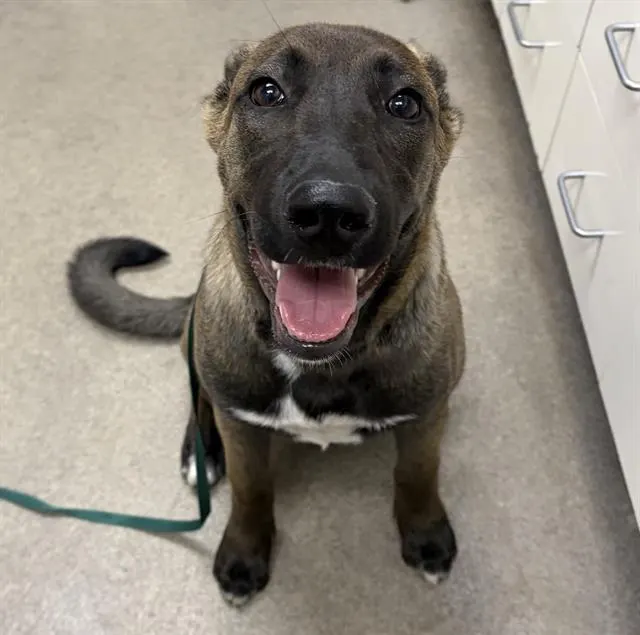Adoptable Dog