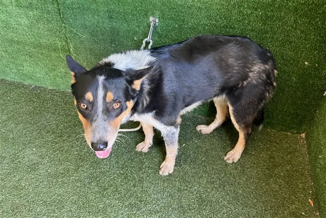 Adoptable Dog