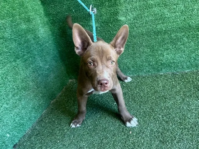 Adoptable Dog