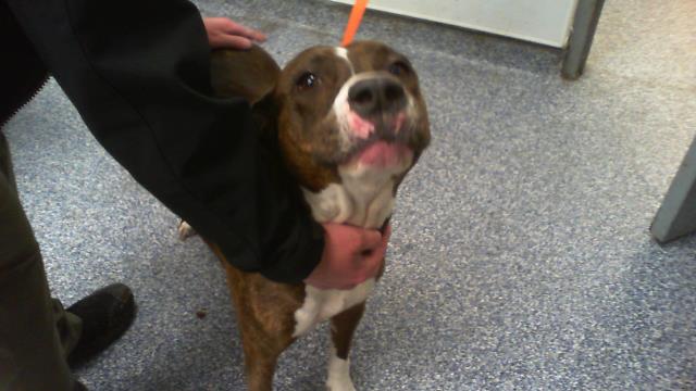 Adoptable Dog