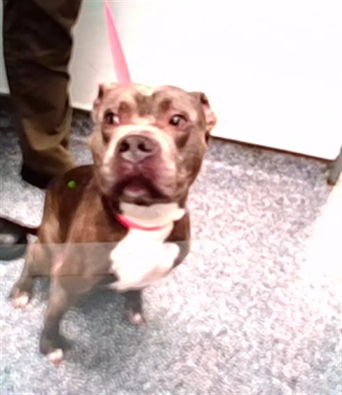 Adoptable Dog