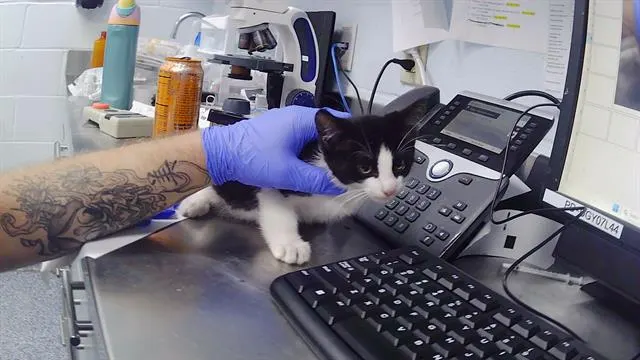 Kit Kat