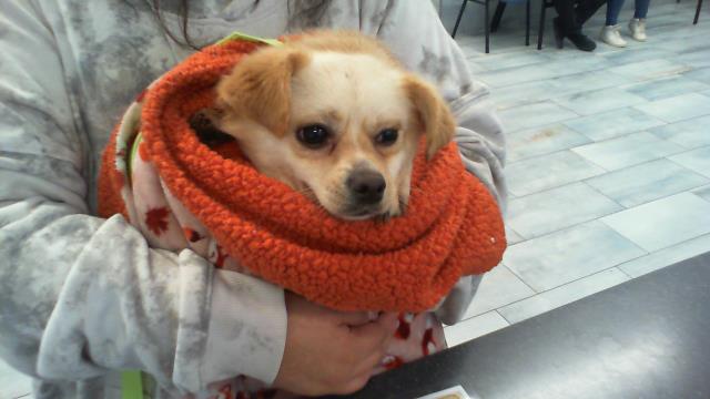 Adoptable Dog