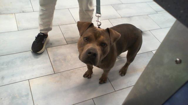 Adoptable Dog