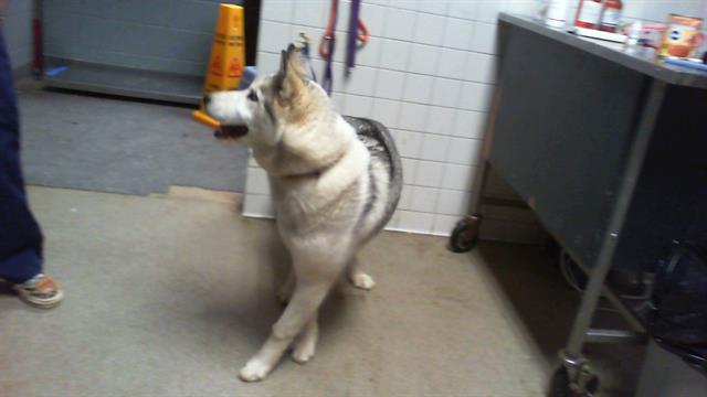Lady