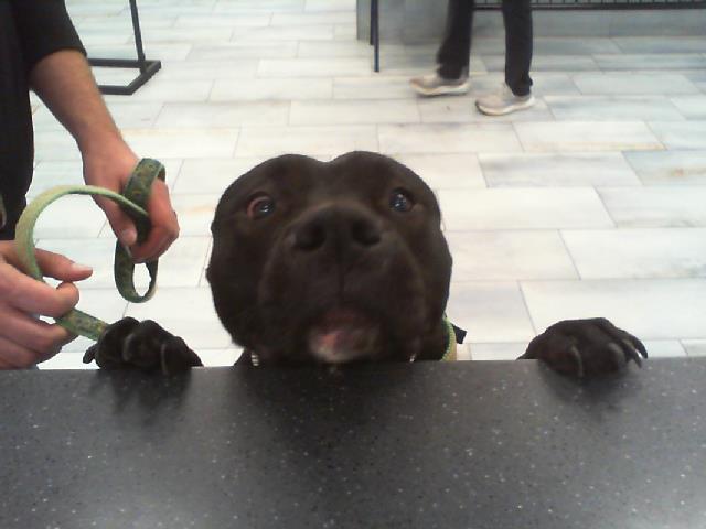 Adoptable Dog