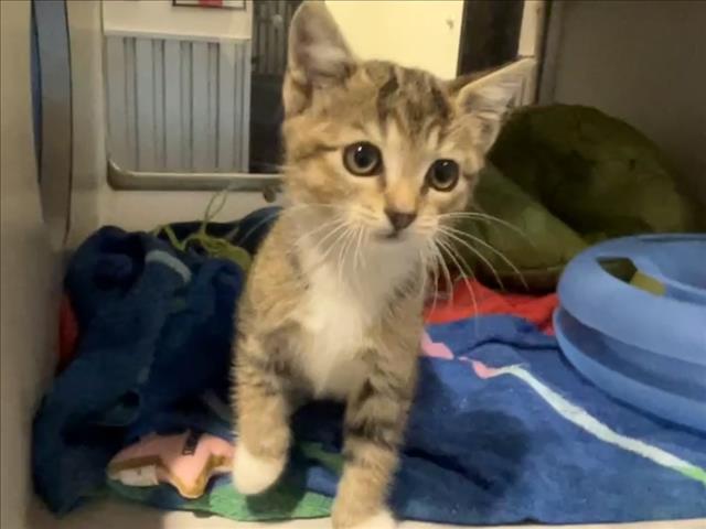 Meredith