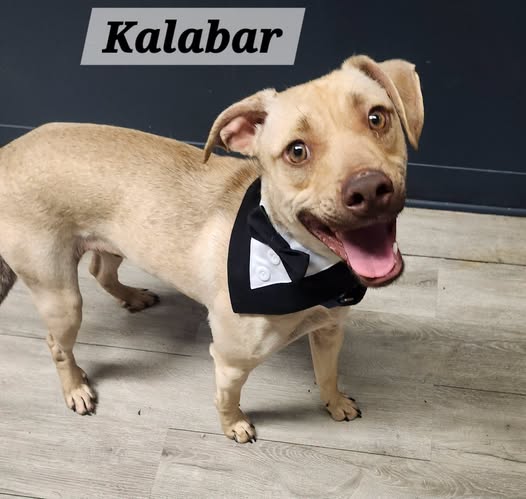 Kalabar
