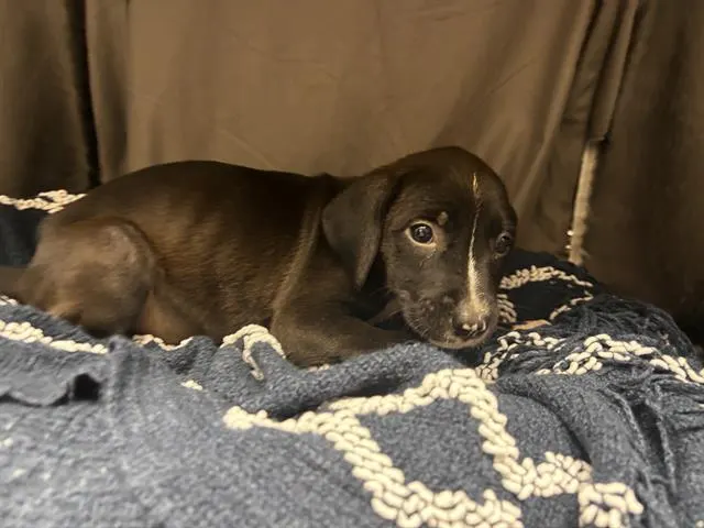 Adoptable Dog
