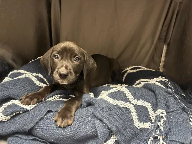Adoptable Dog