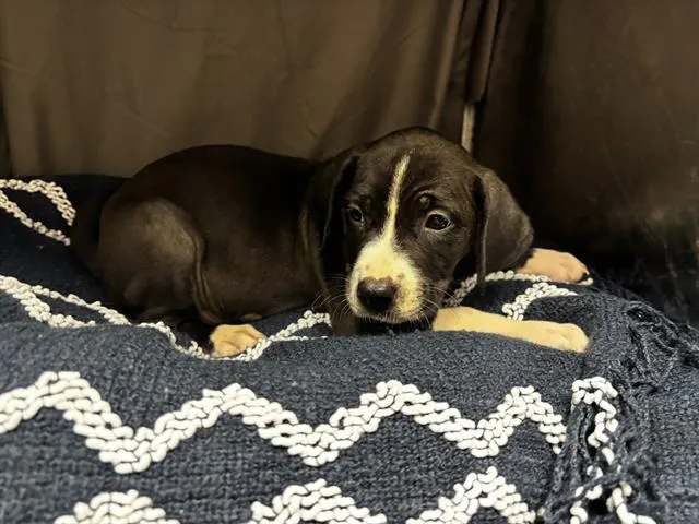 Adoptable Dog