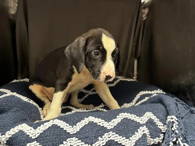 Adoptable Dog