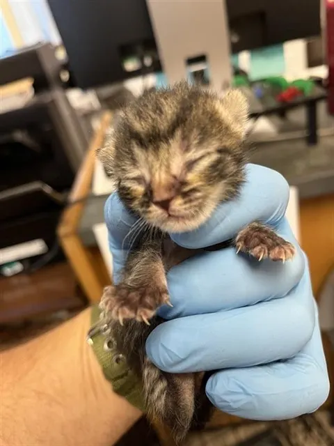 Adoptable Cat