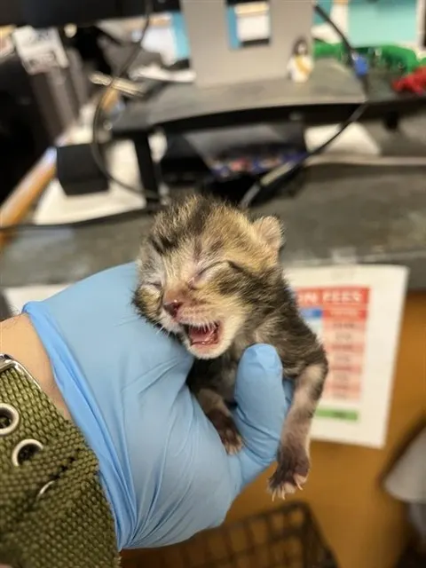 Adoptable Cat