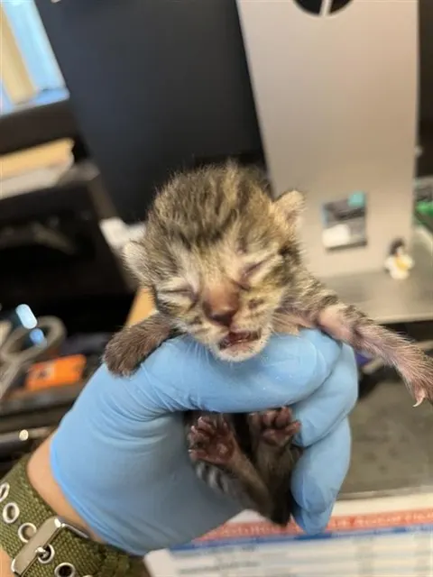 Adoptable Cat