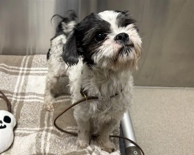 Barkula
