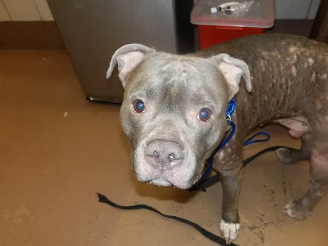 Adoptable Dog