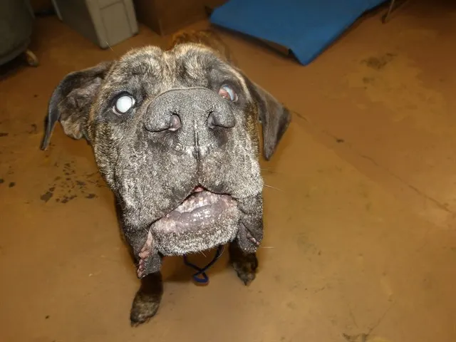 Adoptable Dog