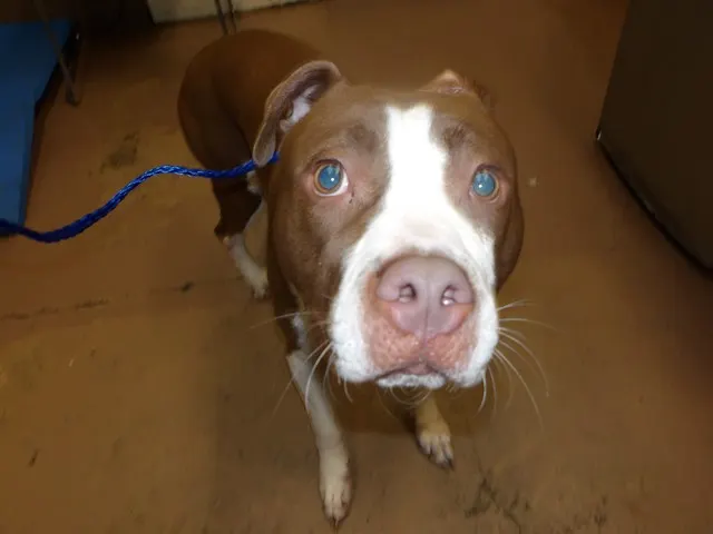 Adoptable Dog