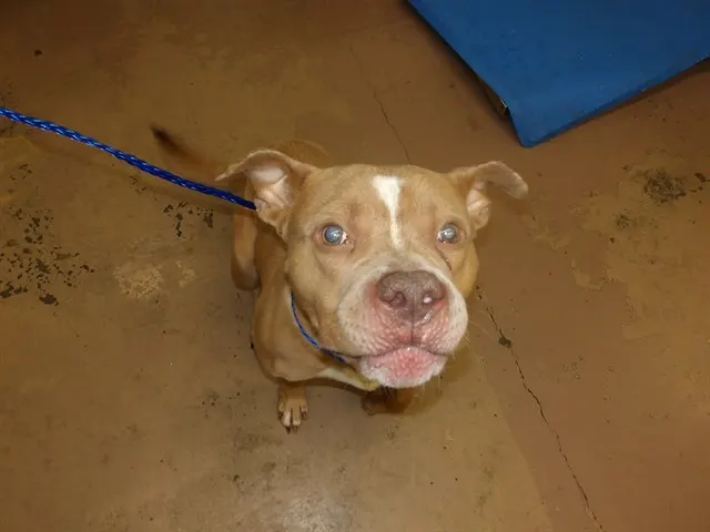 Adoptable Dog