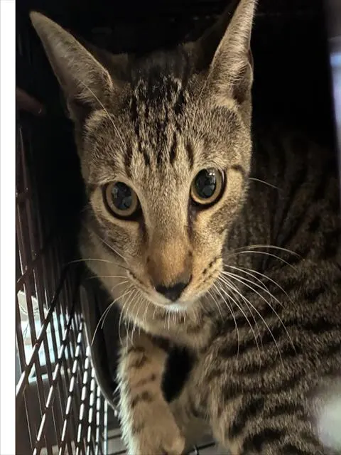 Adoptable Cat