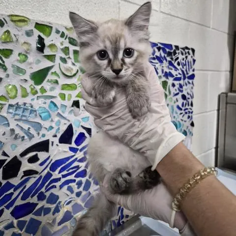 Suki