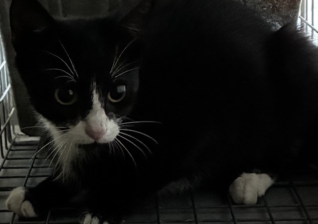 Adoptable Cat