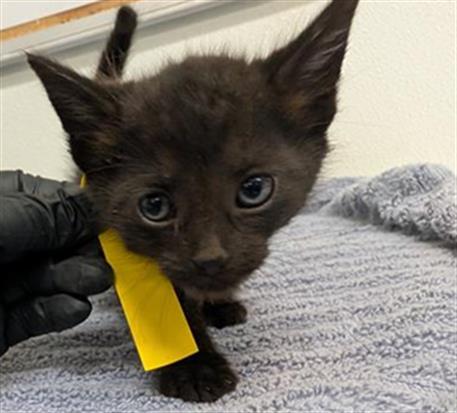 Adoptable Cat