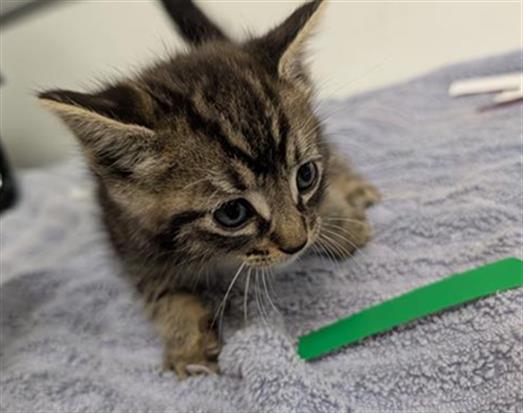 Adoptable Cat