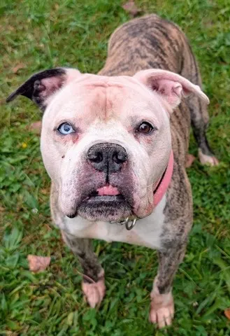 Nova