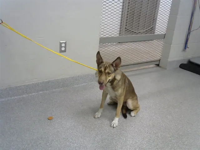 Adoptable Dog