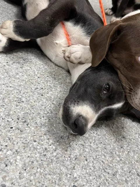 Adoptable Dog