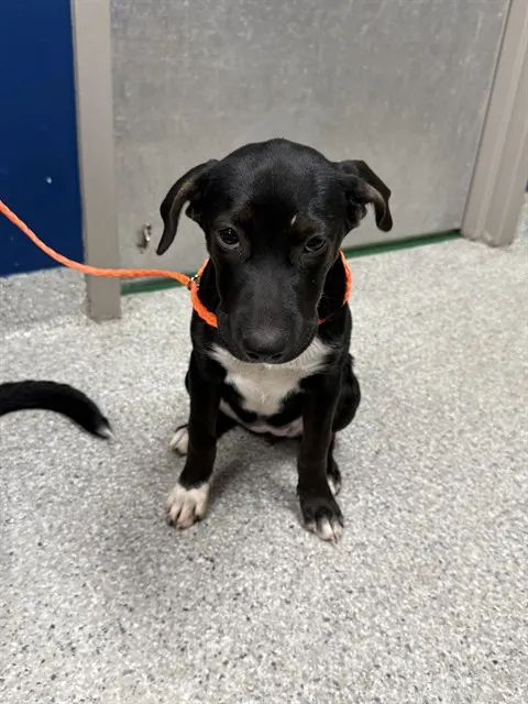 Adoptable Dog