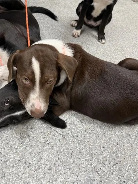 Adoptable Dog