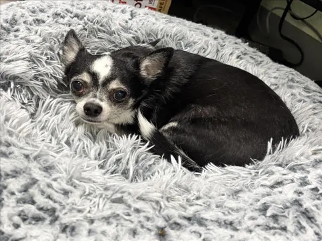 Daisy