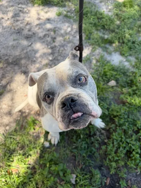 *Meatball
