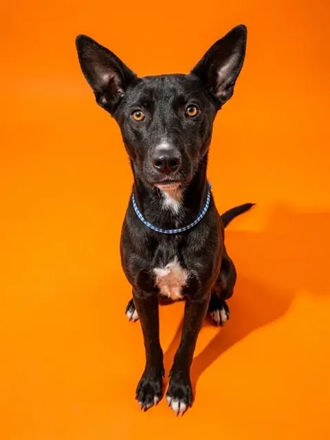 Ziggy