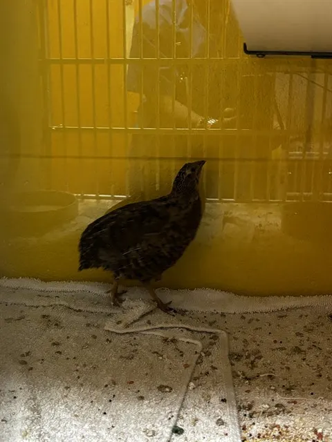 Adoptable Bird