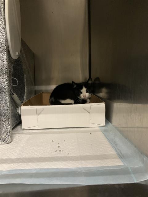 Adoptable Cat