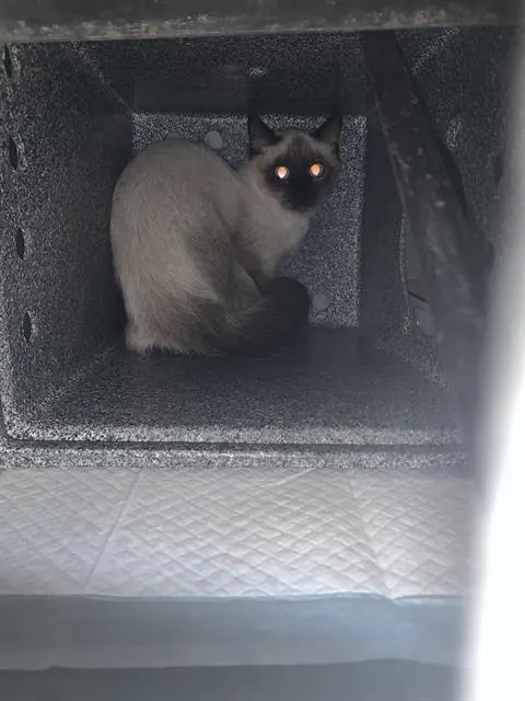 Adoptable Cat