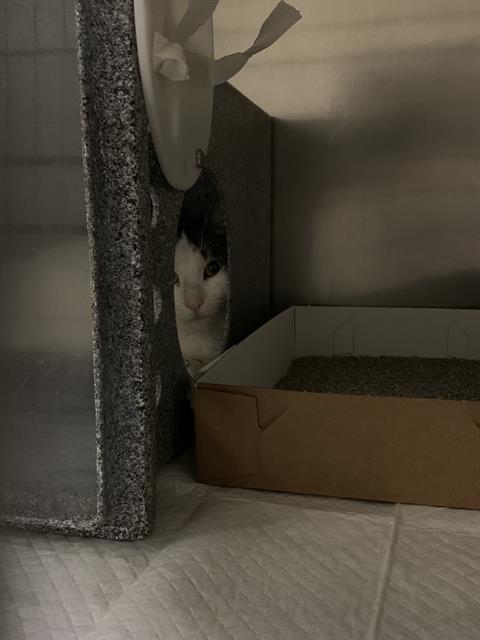 Adoptable Cat