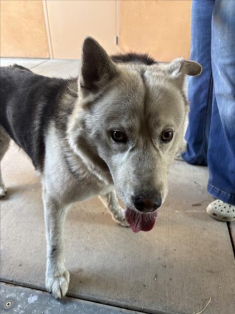 Adoptable Dog